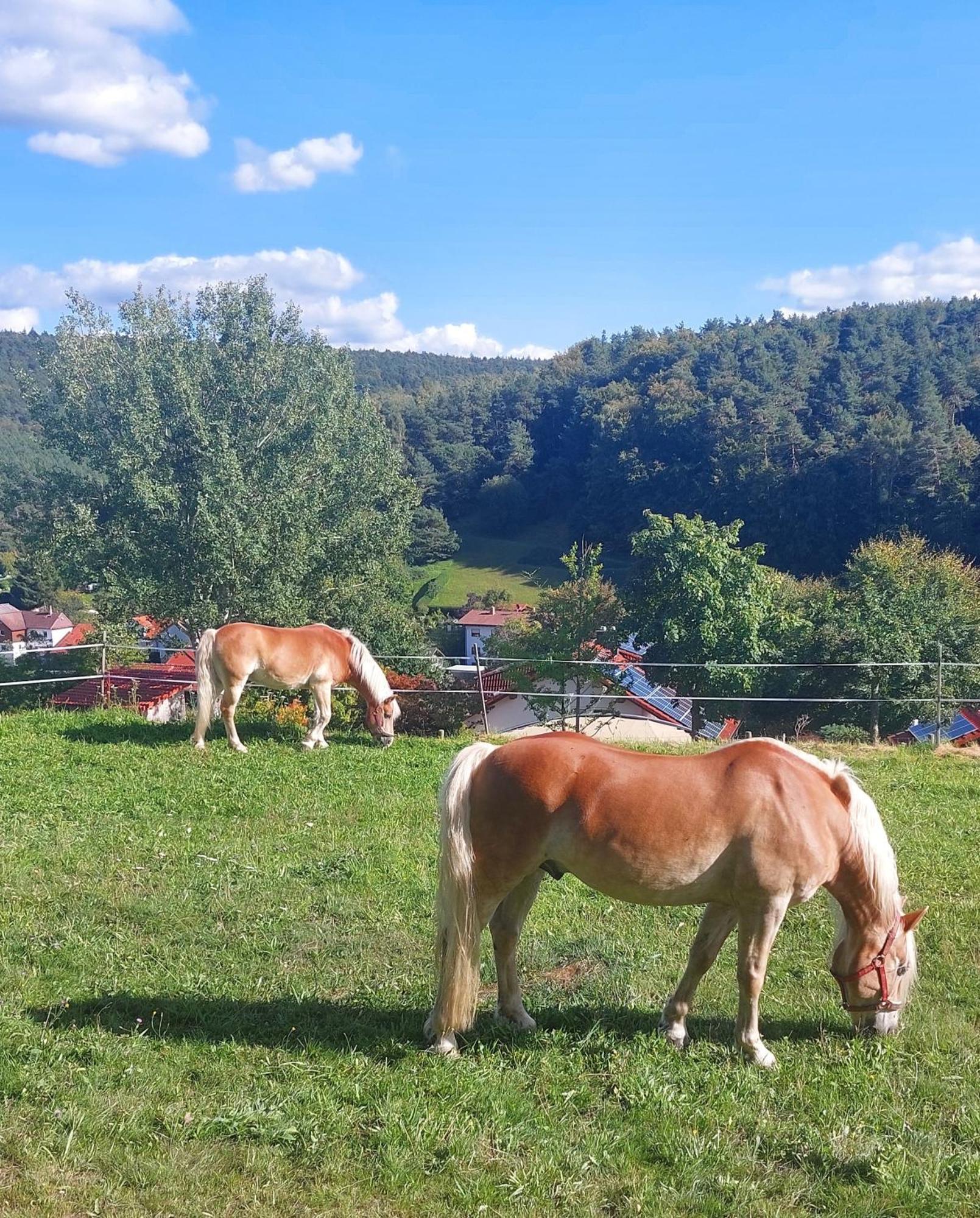 הוילה Haingrund Bergfeldhof מראה חיצוני תמונה